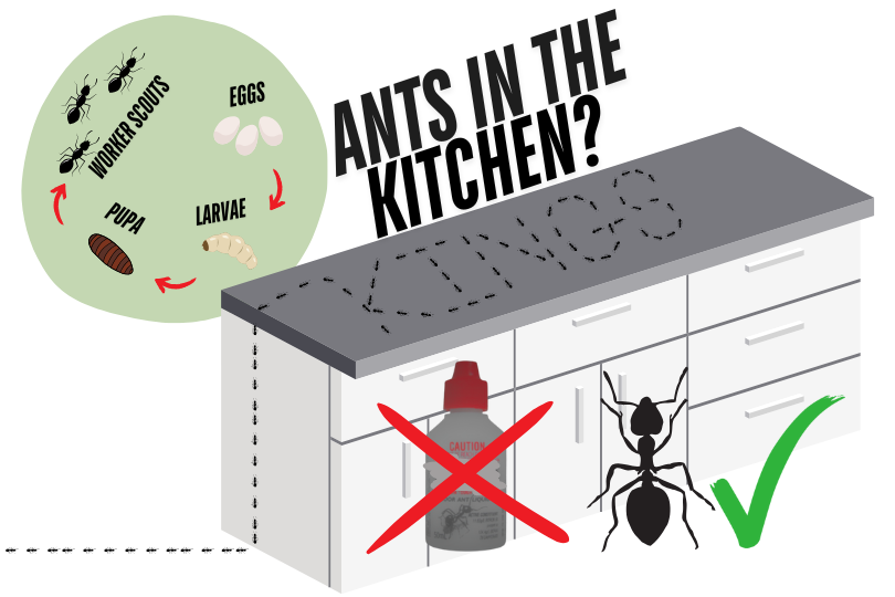 How to Keep Ants Out of Your Kitchen: Safe and Simple Solutions